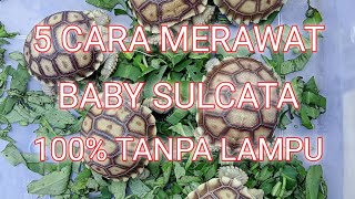5 TIPS CARA MERAWAT BABY SULCATA TANPA BANTUAN LAMPU