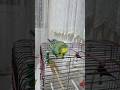 Muhabbet Kuşu Dans #birds #talkingparot #budgies #muhabbetkuşu #parakeet #parrot #birdsong #cute