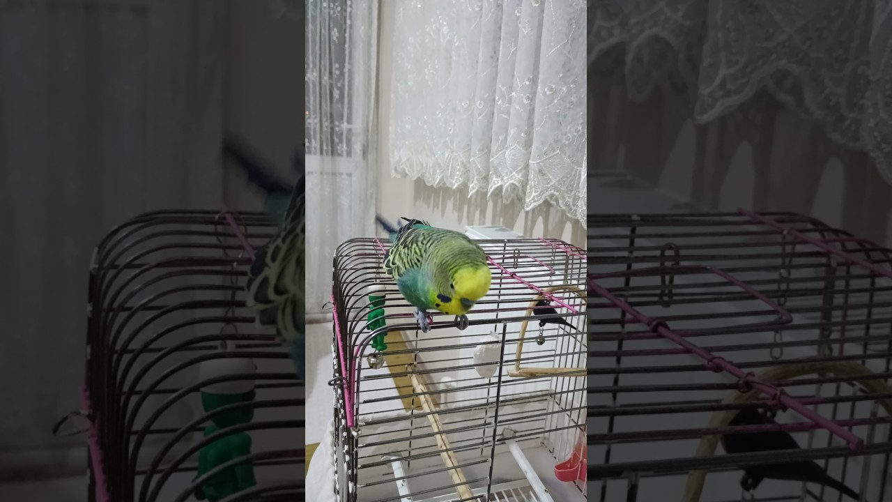 Muhabbet Kuşu Dans #birds #talkingparot #budgies #muhabbetkuşu #parakeet #parrot #birdsong #cute