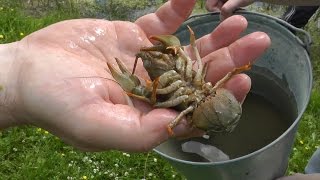 Что произошло с озером где были заселены карпы и раки(В данном видео я показываю продолжение истории, в которой я переселял карпов и раков в одно деревенское..., 2015-06-11T17:29:04.000Z)