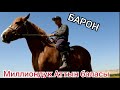 БАРОН 🐎 Миллиондук аттын баласы 👉 УЛАКА ДАЯР