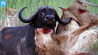 30 Tragic Moments! When Animals Messed With The Wrong Opponent - When Animals Go On A Rampage! #3