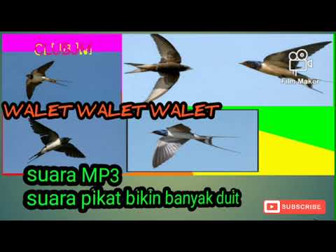 Suara MP3 burung walet bersih dan jernih