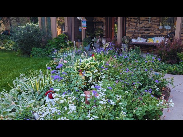 Front Yard Garden Tour at the End of July 🌸A Lot Of Beautiful