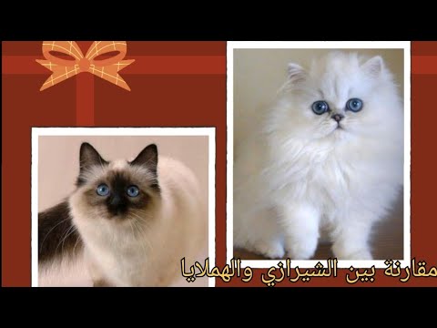 ماهوالفرق بين قط الشيرازي وقط الهيملايا     