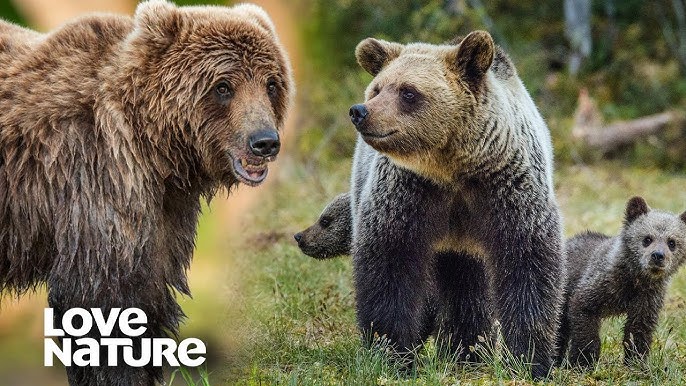 BBC Earth - Mama bear 🐻 ⁣ The term mama bear doesn't come from nowhere.  Solitary animals, grizzly bears (Ursus arctos horribilis) are not usually  seen living close together, but do so