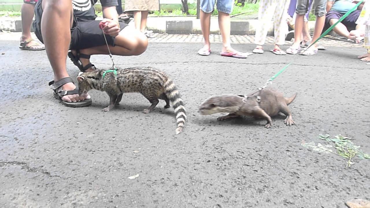 musang rase (anggi) vs Otter :D - YouTube