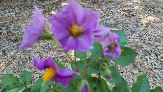 Potato Flowers: Good or Bad?