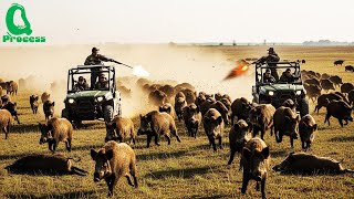 24 Million Wild Boars Ravage Crops How Australian Farmers Fight Back Agricultural Documentary