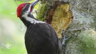 Woodpecker - نقار الخشب screenshot 4