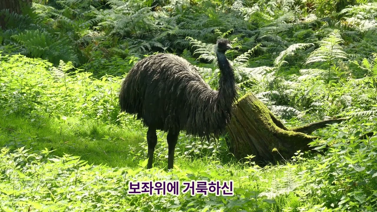 찬송으로 보답할 수 없는 큰사랑. 시편100편:1절~5절