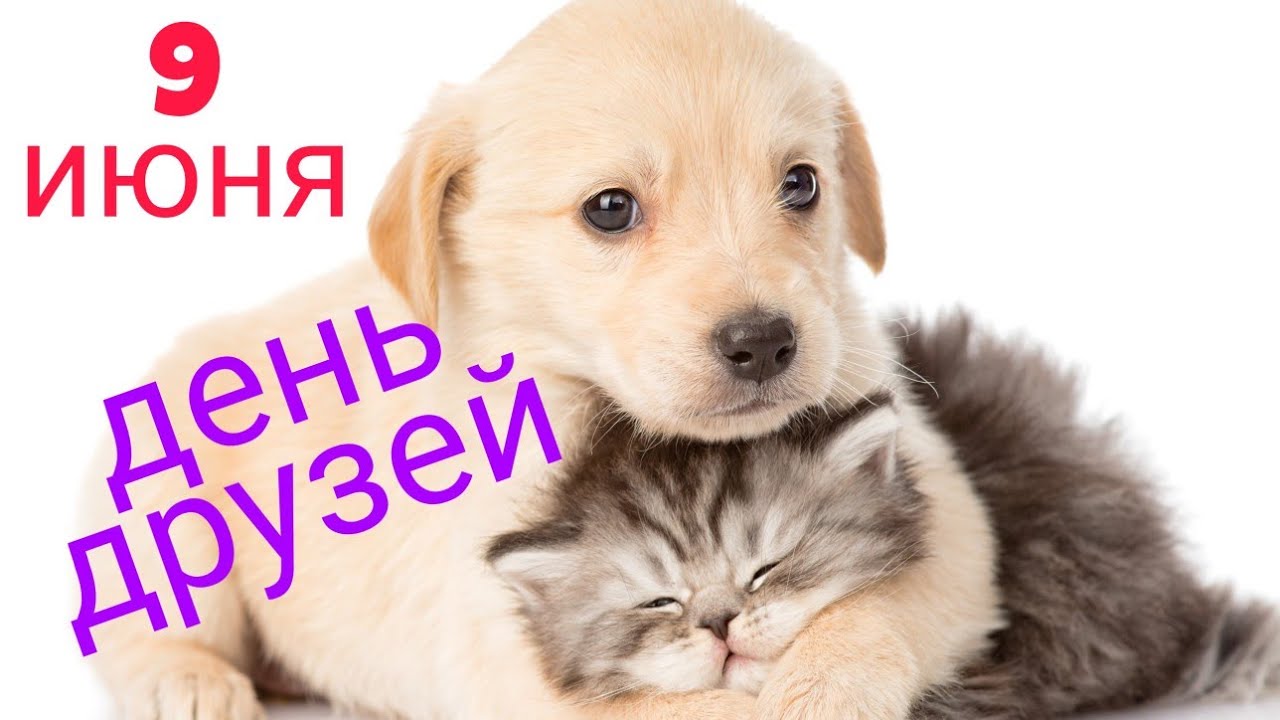Красивые Видео Поздравления С Днем Друзей Красивые Видео Поздравления С Днем Друзей