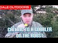 Calling to Roosted Gobblers