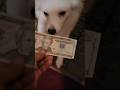 My dog loves money! #dog #dogs #funnyvideo #funnyshorts #funnydogs
