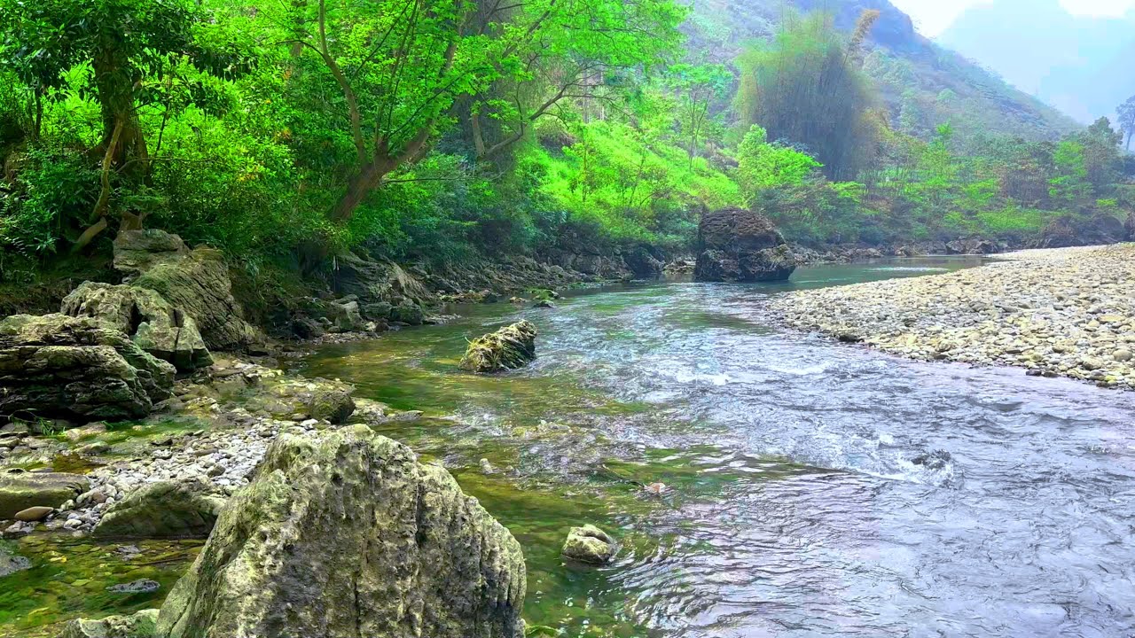 Morning Bird Songs and River Sounds for the Best Start of the Day, Nature Sounds, White Noise Morning Bird Songs and River Sounds for the Best Start of the Day, Nature Sounds, White Noise