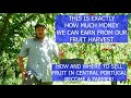 HOW MUCH MONEY CAN WE EARN FROM FRUIT & WHERE WE SELL THE HARVEST ON OUR PORTUGUESE FARM / HOMESTEAD