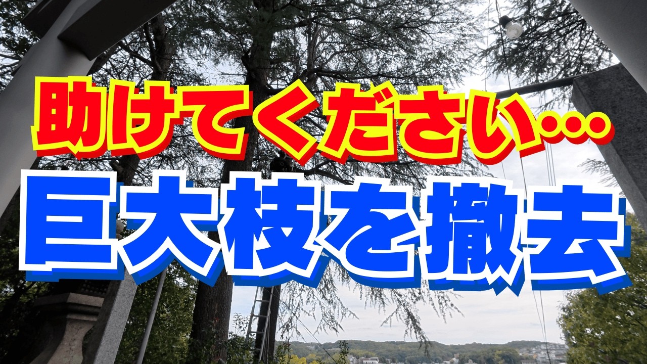 危なすぎ⁉︎【神社の高所作業】宮司さんが諦めた枝を4時間で撤去！【岡山】