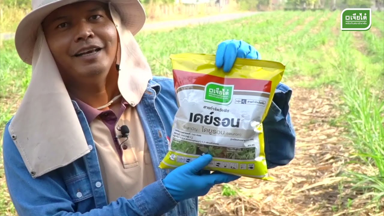 เคนย่า กำจัดวัชพืชในไร่อ้อย ฉีดใกล้มันสำปะหลังได้