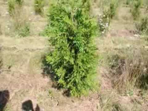 Video: Pruning Thuja In The Spring: How To Properly Prune Large Trees? Scheme Of The First Haircut. Spring Pruning Timing