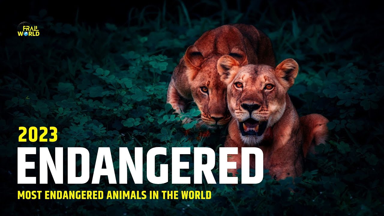 MOST ENDANGERED ANIMALS IN THE WORLD 2023 | Endangered Species in the ...