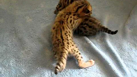 Watch the video about F2 Savannah Kittens Playing
