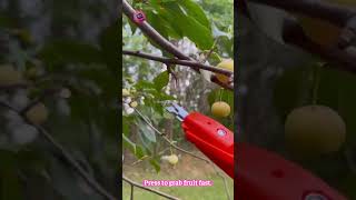 Press fruit picker tool #gardening #tools #harvest