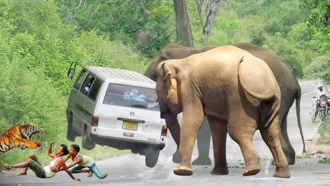 World Most heartbreaking encounter wild elephant attack village people in forest Road