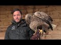 Almost forgotten in France, Europe's largest eagle fights for its survival | AFP