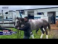 Tapit Trice Arrives at Churchill Downs