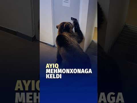 Ruminiyadagi mehmonxonaga ayiq kirib qoldi