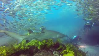 Diving With Sharks For The First Time