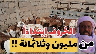 أسعار المواشي في تمنراست 🙂