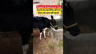 Repeat breeding in cow and buffalo | Treatment  viral ytshorts viralshorts cow A.I estrus vet