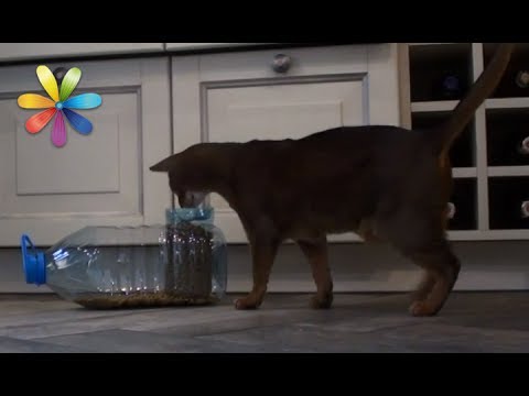Вопрос: Как вывести кота на чистую воду?