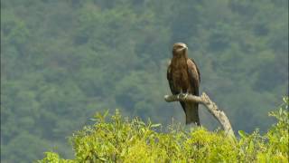 守望黑鳶（4分鐘精華版）