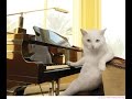 Кошка Играет на Пианино, а Кот Поёт!