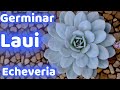 COMO GERMINAR ECHEVERIA LAUI || INTENTO NUMERO 3