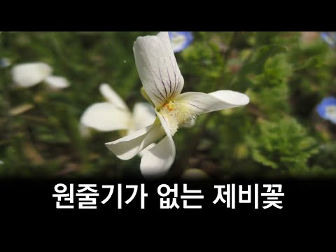 원줄기가 없는 <strong>제비꽃</strong>(장수꽃, 병아리꽃, 오랑캐꽃, 씨름꽃, 앉은뱅이꽃)
