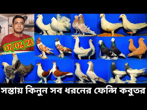 কম দামের চেয়ে কম দামে কবুতর কিনুন | পাইকারি বাজার দামে কবুতর বিক্রি হবে