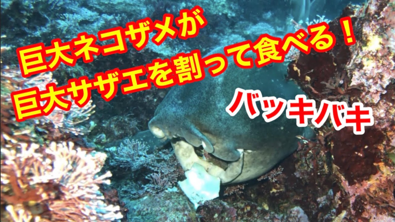 ネコザメがサザエを割って食べる Youtube