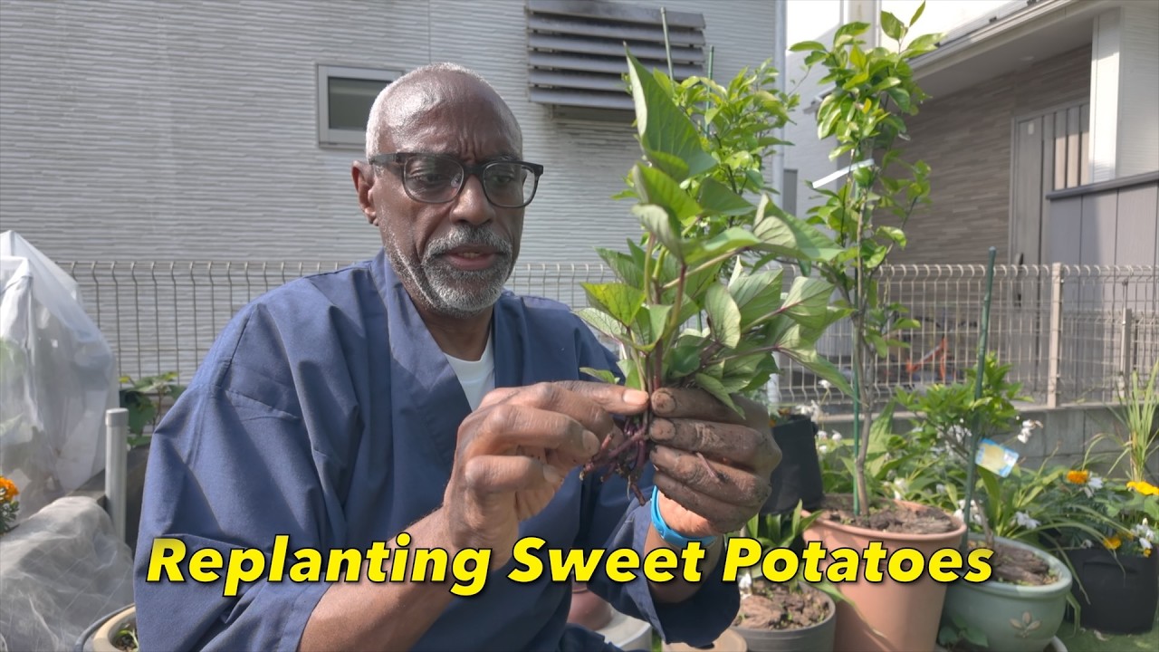 New Zucchini Starts, First Time Bitter Melon Planting & Replanting Sweet Potatoes