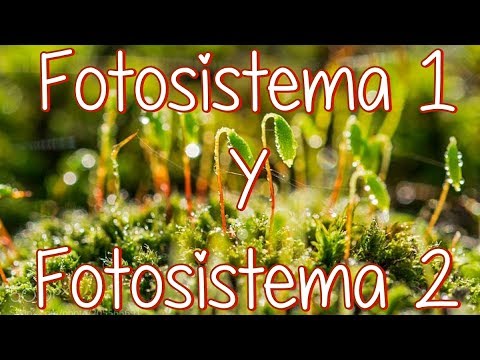 Video: ¿Cuáles son las funciones del fotosistema I y el fotosistema II en las plantas?