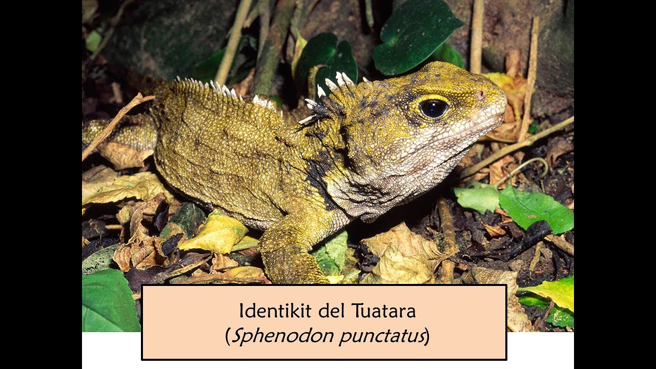 Tuatara (Sphenodon punctatus)