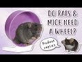DO RATS & MICE NEED A WHEEL? | Rodent replies 🐭
