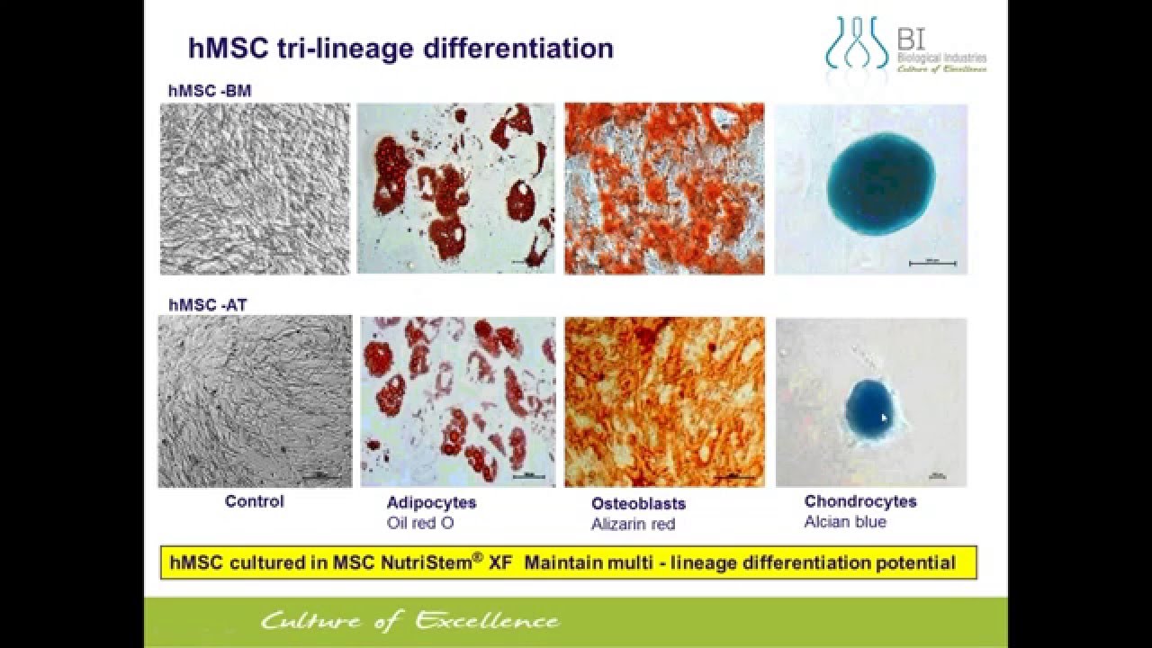 Innovative Solutions for cGMP-grade Human Mesenchymal Stem Cell Culture