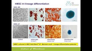 Innovative Solutions for cGMP-grade Human Mesenchymal Stem Cell Culture