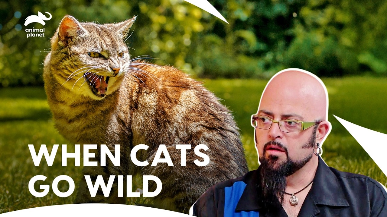 «Медицинский случай»: эта кошка атакует свой хвост и тело | Мой кот из ада, 4 сезон, 16 серия | A...