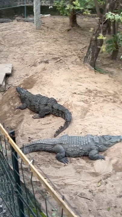 Crocodile 🐊 (Muthala)#animals #india #africa