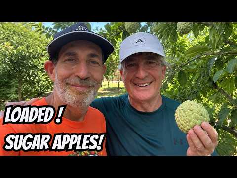 60 Sugar Apple Trees Loaded With Fruit!