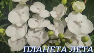 №871/ СВЕЖАЯ, шикарная ПОСТАВКА орхидей в ПЛАНЕТА ЛЕТА